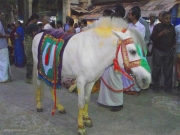 horse